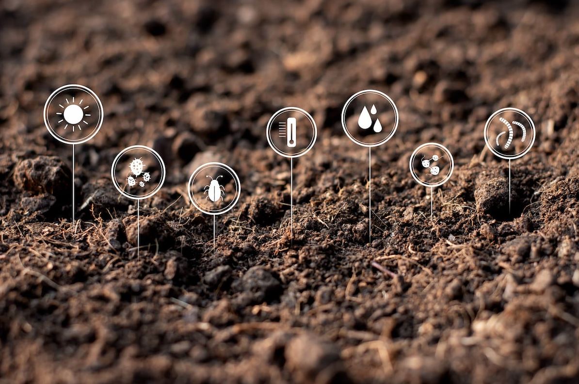 The hidden city beneath our feet where microbes build soil, feed plants, and buffer the climate