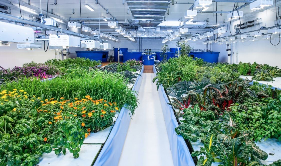 The intertwined design of aquaponic ecosystems that feed cities with efficiency, biology, and balance