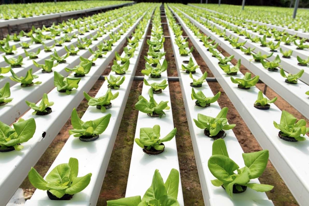 Physics, chemistry, and microbes work together to stretch flavor and safety across seasons